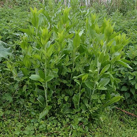 Lepidium latifolium / Dittander, D Waghäusel 11.5.2023