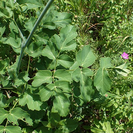 Laserpitium latifolium \ Breitblttriges Laserkraut, D Thüringen, Kölleda 15.6.2023