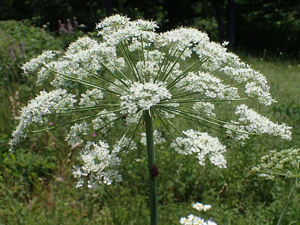 Laserpitium latifolium \ Breitblttriges Laserkraut, D Thüringen, Kölleda 15.6.2023