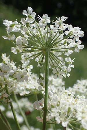 Laserpitium latifolium \ Breitblttriges Laserkraut, D Thüringen, Kölleda 15.6.2023