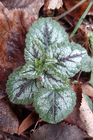 Lamium argentatum \ Silber-Goldnessel, D Mannheim 7.2.2016