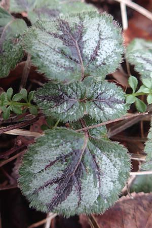 Lamium argentatum \ Silber-Goldnessel / Garden Yellow Archangel, D Mannheim 7.2.2016