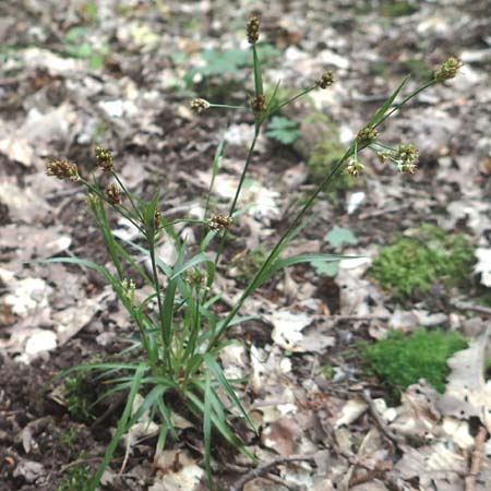 Luzula multiflora \ Vielbltige Hainsimse / Heath Wood-Rush, D Östringen-Eichelberg 28.5.2016