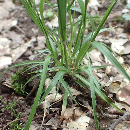 Luzula multiflora \ Vielbltige Hainsimse / Heath Wood-Rush, D Östringen-Eichelberg 28.5.2016