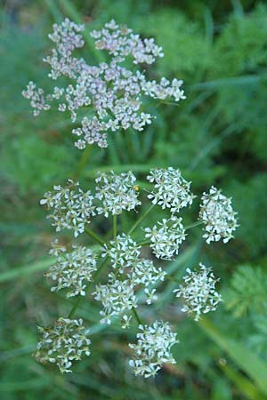 Ligusticum mutellina \ Alpen-Mutterwurz / Mutelline, D Schwarzwald/Black-Forest, Feldberg 10.7.2016