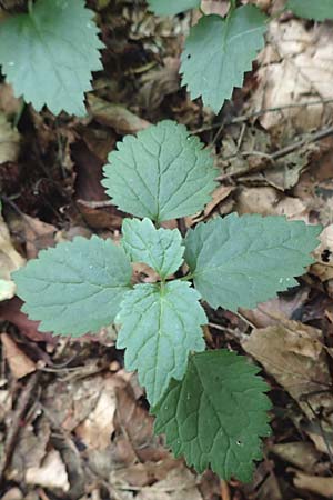 Lamium galeobdolon / Yellow Archangel, D Wald-Erlenbach 30.7.2016