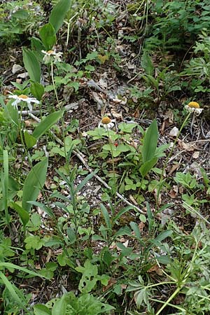Leucanthemum adustum subsp. adustum / Western Mountain Ox-Eye Daisy, D Spaichingen 26.6.2018