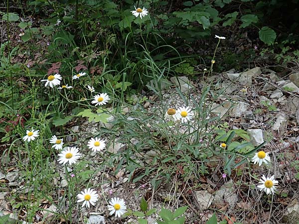 Leucanthemum adustum subsp. adustum / Western Mountain Ox-Eye Daisy, D Spaichingen 26.6.2018