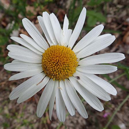 Leucanthemum adustum subsp. adustum \ Westliche Berg-Margerite, Berg-Wucherblume, D Spaichingen 26.6.2018