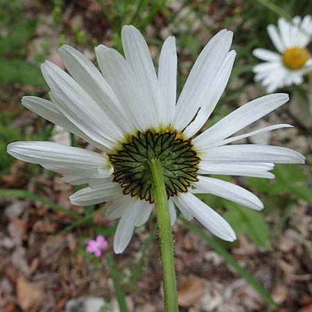 Leucanthemum adustum subsp. adustum \ Westliche Berg-Margerite, Berg-Wucherblume, D Spaichingen 26.6.2018