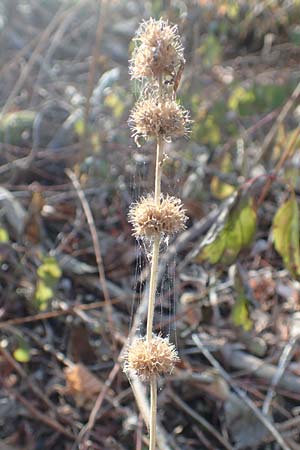 Leonurus marrubiastrum \ Andorn-Lwenschwanz, Katzenschwanz, D Mannheim 14.10.2018