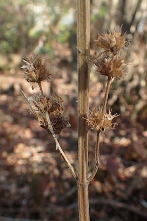 Leonurus marrubiastrum \ Andorn-Lwenschwanz, Katzenschwanz, D Mannheim 14.10.2018