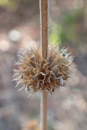 Leonurus marrubiastrum \ Andorn-Lwenschwanz, Katzenschwanz / Horehound Motherwort, Biennial Motherwort, D Mannheim 14.10.2018