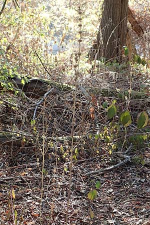 Leonurus marrubiastrum \ Andorn-Lwenschwanz, Katzenschwanz, D Mannheim 14.10.2018