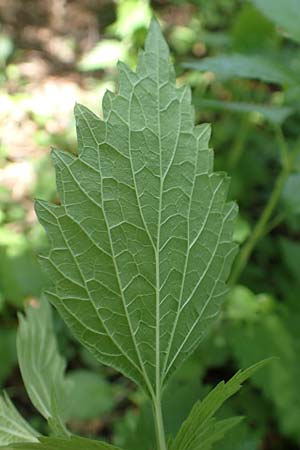 Leonurus marrubiastrum \ Andorn-Lwenschwanz, Katzenschwanz / Horehound Motherwort, Biennial Motherwort, D Mannheim 17.6.2019