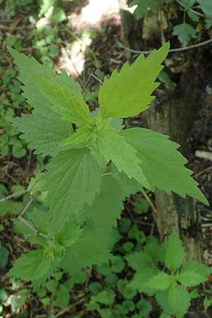 Leonurus marrubiastrum \ Andorn-Lwenschwanz, Katzenschwanz, D Mannheim 17.6.2019