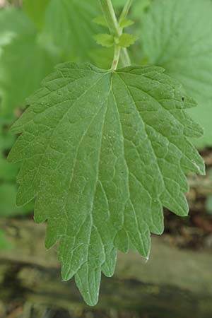 Leonurus marrubiastrum \ Andorn-Lwenschwanz, Katzenschwanz / Horehound Motherwort, Biennial Motherwort, D Mannheim 17.6.2019