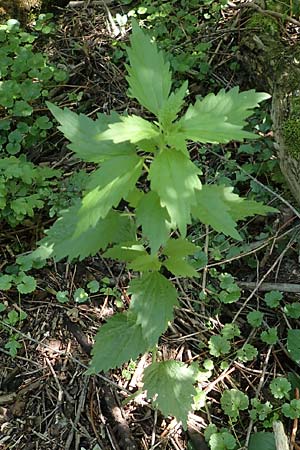 Leonurus marrubiastrum \ Andorn-Lwenschwanz, Katzenschwanz / Horehound Motherwort, Biennial Motherwort, D Mannheim 17.6.2019