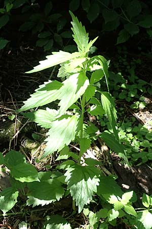 Leonurus marrubiastrum \ Andorn-Lwenschwanz, Katzenschwanz, D Mannheim 17.6.2019