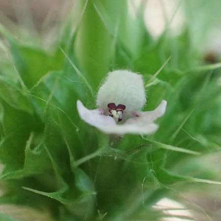 Leonurus marrubiastrum \ Andorn-Lwenschwanz, Katzenschwanz, D Mannheim 17.7.2019