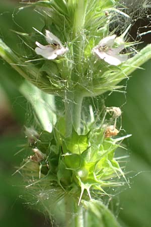 Leonurus marrubiastrum \ Andorn-Lwenschwanz, Katzenschwanz, D Mannheim 17.7.2019