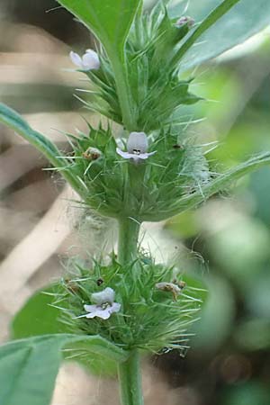 Leonurus marrubiastrum \ Andorn-Lwenschwanz, Katzenschwanz, D Mannheim 17.7.2019