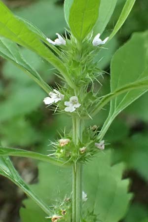 Leonurus marrubiastrum \ Andorn-Lwenschwanz, Katzenschwanz, D Mannheim 17.7.2019