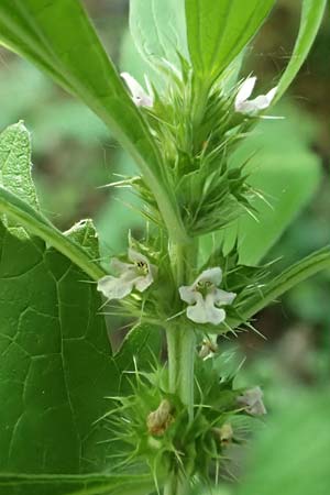 Leonurus marrubiastrum \ Andorn-Lwenschwanz, Katzenschwanz, D Mannheim 17.7.2019