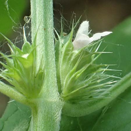 Leonurus marrubiastrum \ Andorn-Lwenschwanz, Katzenschwanz / Horehound Motherwort, Biennial Motherwort, D Mannheim 17.7.2019