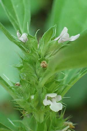 Leonurus marrubiastrum \ Andorn-Lwenschwanz, Katzenschwanz / Horehound Motherwort, Biennial Motherwort, D Mannheim 17.7.2019