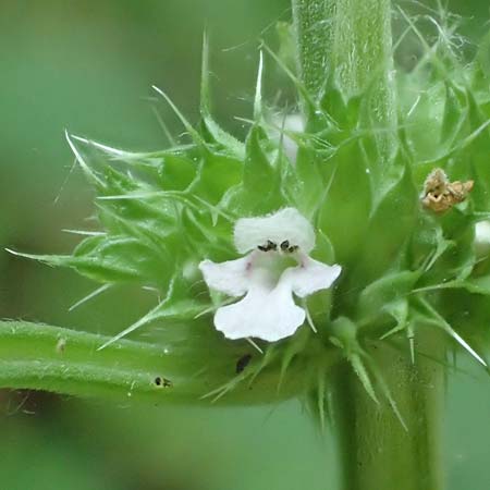 Leonurus marrubiastrum \ Andorn-Lwenschwanz, Katzenschwanz / Horehound Motherwort, Biennial Motherwort, D Mannheim 17.7.2019