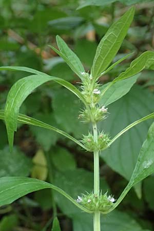 Leonurus marrubiastrum \ Andorn-Lwenschwanz, Katzenschwanz / Horehound Motherwort, Biennial Motherwort, D Mannheim 17.7.2019