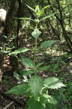 Leonurus marrubiastrum \ Andorn-Lwenschwanz, Katzenschwanz / Horehound Motherwort, Biennial Motherwort, D Mannheim 17.7.2019