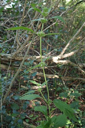 Leonurus marrubiastrum \ Andorn-Lwenschwanz, Katzenschwanz / Horehound Motherwort, Biennial Motherwort, D Mannheim 17.7.2019