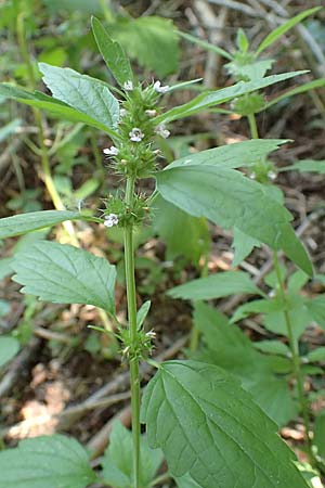 Leonurus marrubiastrum \ Andorn-Lwenschwanz, Katzenschwanz / Horehound Motherwort, Biennial Motherwort, D Mannheim 17.7.2019