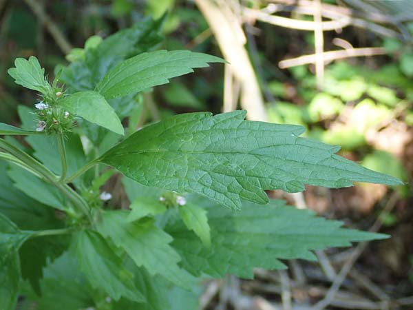 Leonurus marrubiastrum \ Andorn-Lwenschwanz, Katzenschwanz / Horehound Motherwort, Biennial Motherwort, D Mannheim 17.7.2019