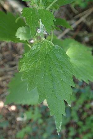 Leonurus marrubiastrum \ Andorn-Lwenschwanz, Katzenschwanz / Horehound Motherwort, Biennial Motherwort, D Mannheim 17.7.2019