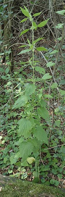 Leonurus marrubiastrum \ Andorn-Lwenschwanz, Katzenschwanz, D Mannheim 17.7.2019