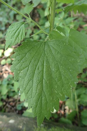 Leonurus marrubiastrum \ Andorn-Lwenschwanz, Katzenschwanz, D Mannheim 17.7.2019