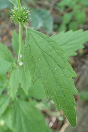 Leonurus marrubiastrum \ Andorn-Lwenschwanz, Katzenschwanz / Horehound Motherwort, Biennial Motherwort, D Mannheim 17.7.2019