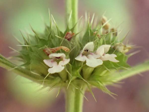 Leonurus marrubiastrum \ Andorn-Lwenschwanz, Katzenschwanz, D Mannheim 17.7.2019