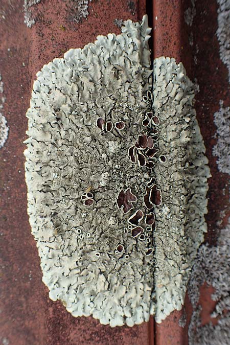 Lecanora muralis \ Mauer-Kuchenflechte / Stonewall Rim Lichen, D Mannheim 5.6.2020