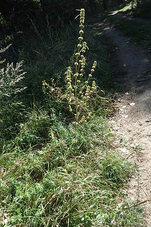 Leonurus marrubiastrum \ Andorn-Lwenschwanz, Katzenschwanz / Horehound Motherwort, Biennial Motherwort, D Sachsen-Anhalt, Havelberg 18.9.2020