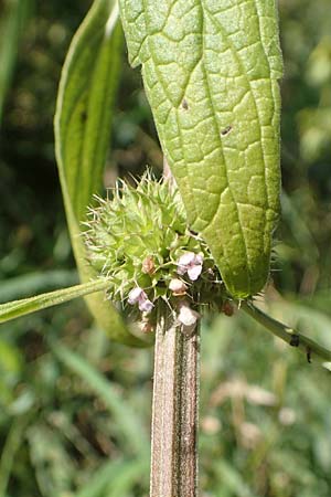 Leonurus marrubiastrum \ Andorn-Lwenschwanz, Katzenschwanz, D Sachsen-Anhalt, Havelberg 18.9.2020