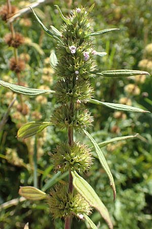 Leonurus marrubiastrum \ Andorn-Lwenschwanz, Katzenschwanz / Horehound Motherwort, Biennial Motherwort, D Sachsen-Anhalt, Havelberg 18.9.2020