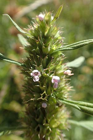 Leonurus marrubiastrum \ Andorn-Lwenschwanz, Katzenschwanz / Horehound Motherwort, Biennial Motherwort, D Sachsen-Anhalt, Havelberg 18.9.2020