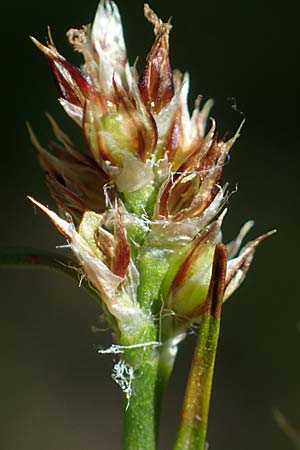 Luzula multiflora \ Vielbltige Hainsimse / Heath Wood-Rush, D Weinheim an der Bergstraße 28.4.2022