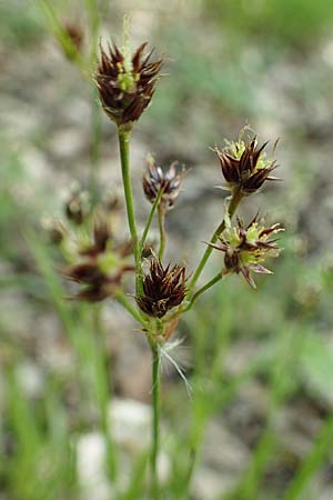 Luzula multiflora \ Vielbltige Hainsimse / Heath Wood-Rush, D Weinheim an der Bergstraße 28.4.2022