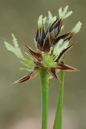 Luzula multiflora \ Vielbltige Hainsimse / Heath Wood-Rush, D Weinheim an der Bergstraße 28.4.2022