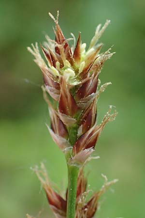 Luzula multiflora \ Vielbltige Hainsimse / Heath Wood-Rush, D Höpfingen 20.5.2023